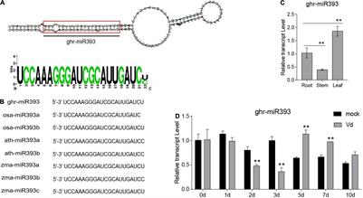 Cotton miR393-TIR1 Module Regulates Plant Defense Against Verticillium dahliae via Auxin Perception and Signaling